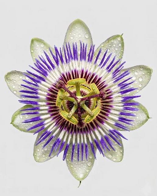 Passionflower
