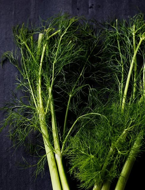 Fennel