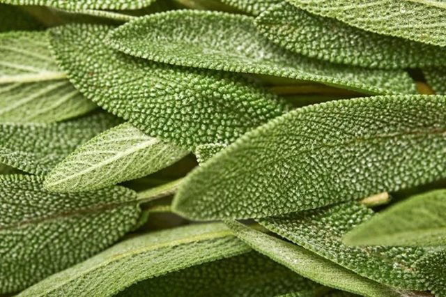 Sage leaves