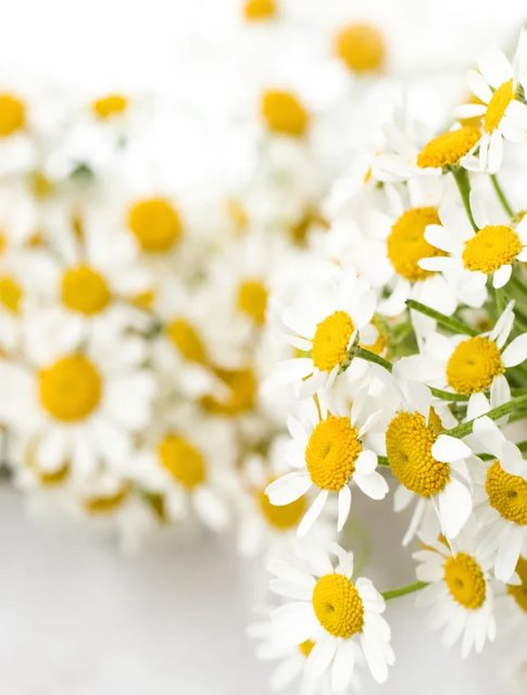 Chamomile flowers