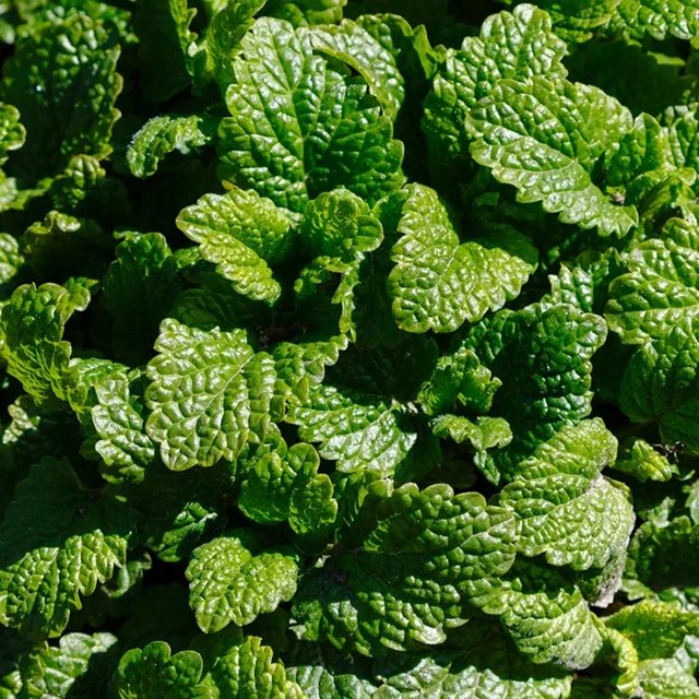 Fresh lemon balm leaves